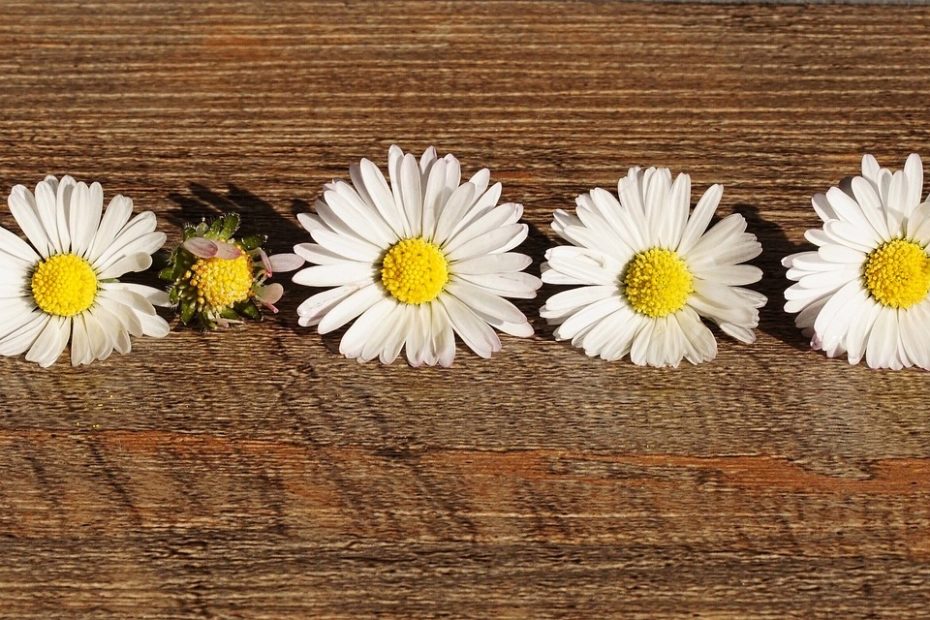 margaritas como metáfora de que hay que tratarse bien a uno mismo, como si fuesemos una delicada flor